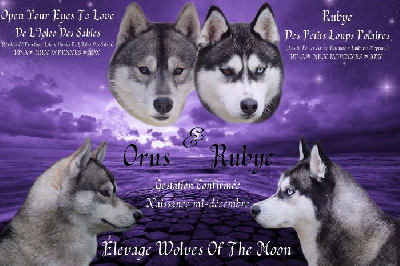 Wolves Of The Moon - Siberian Husky - Portée née le 15/12/2022