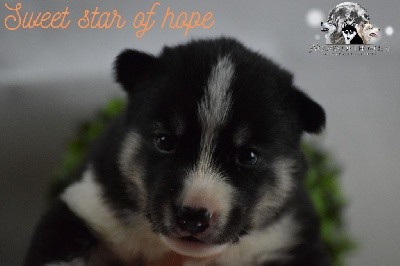 SWEET STAR OF HOPE