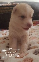 Wolves Of The Moon - Siberian Husky - Portée née le 07/03/2019