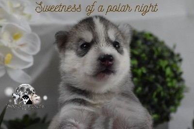 SWEETNESS OF A POLAR NIGHT