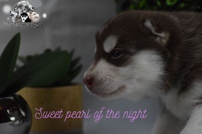 SWEET PEARL OF THE NIGHT