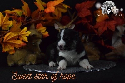 SWEET STAR OF HOPE