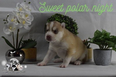 SWEET POLAR NIGHT