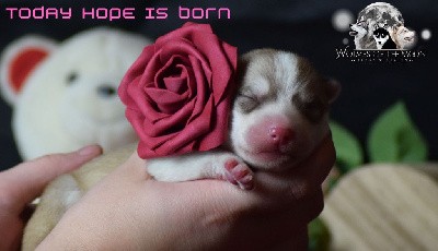 TODAY HOPE IS BORN