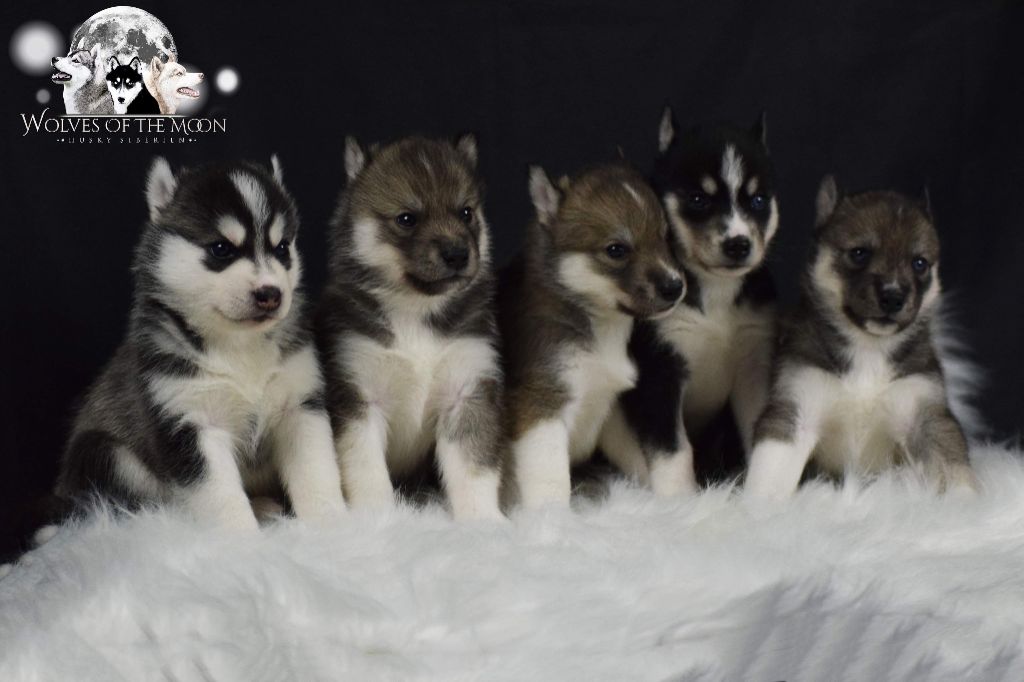 Wolves Of The Moon - Siberian Husky - Portée née le 25/12/2020