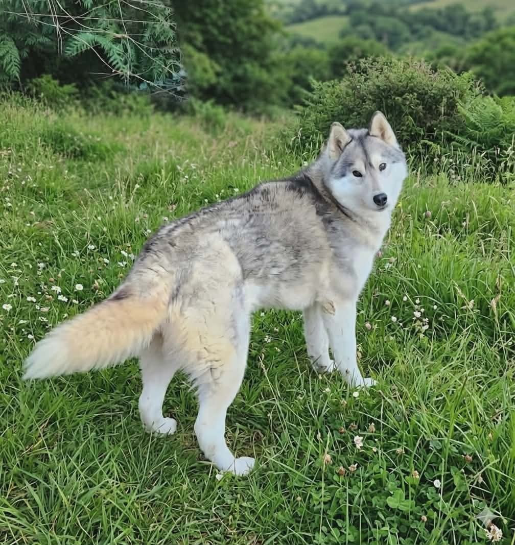 kileut' spirit U'NYMERIA
