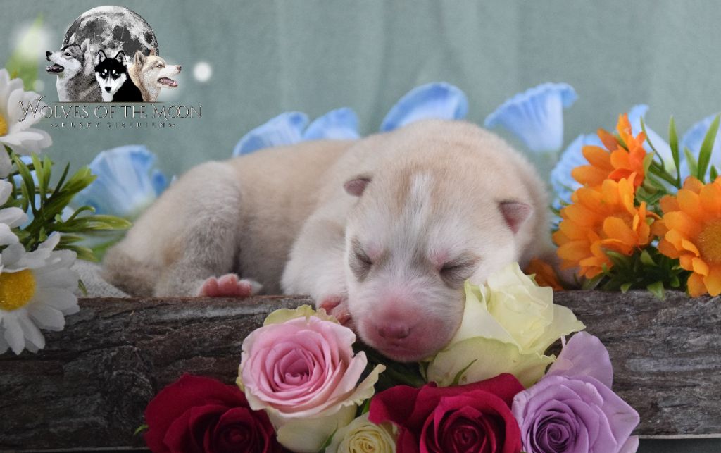 Wolves Of The Moon - Chiots disponibles - Siberian Husky