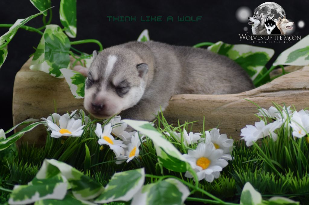 Wolves Of The Moon - Siberian Husky - Portée née le 11/02/2022