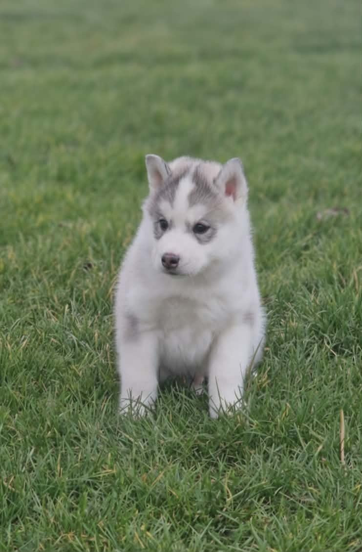 Wolves Of The Moon - Chiots disponibles - Siberian Husky