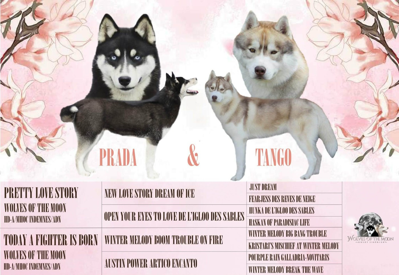 Chiot Siberian Husky Wolves Of The Moon