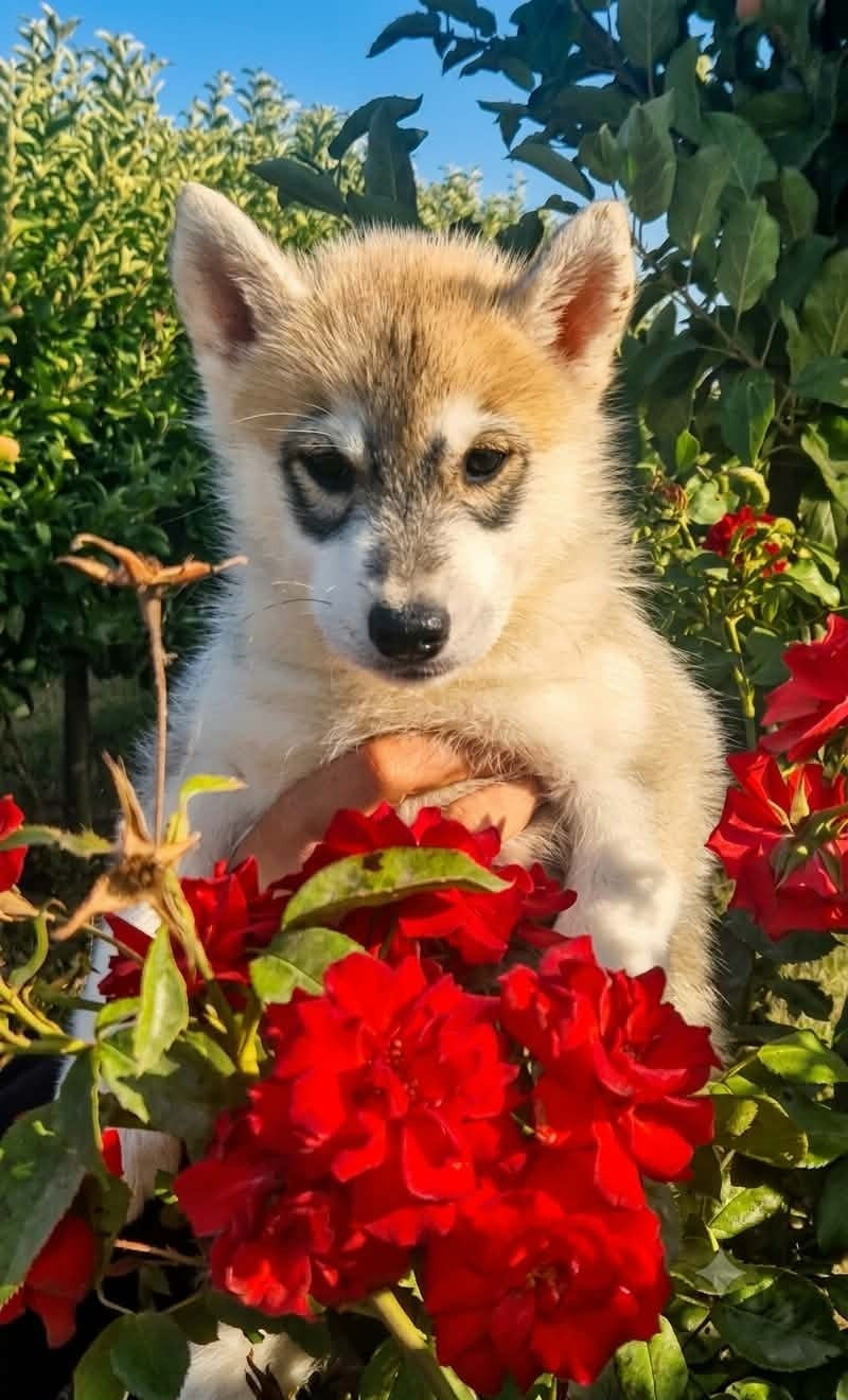 Wolves Of The Moon - Chiots disponibles - Siberian Husky