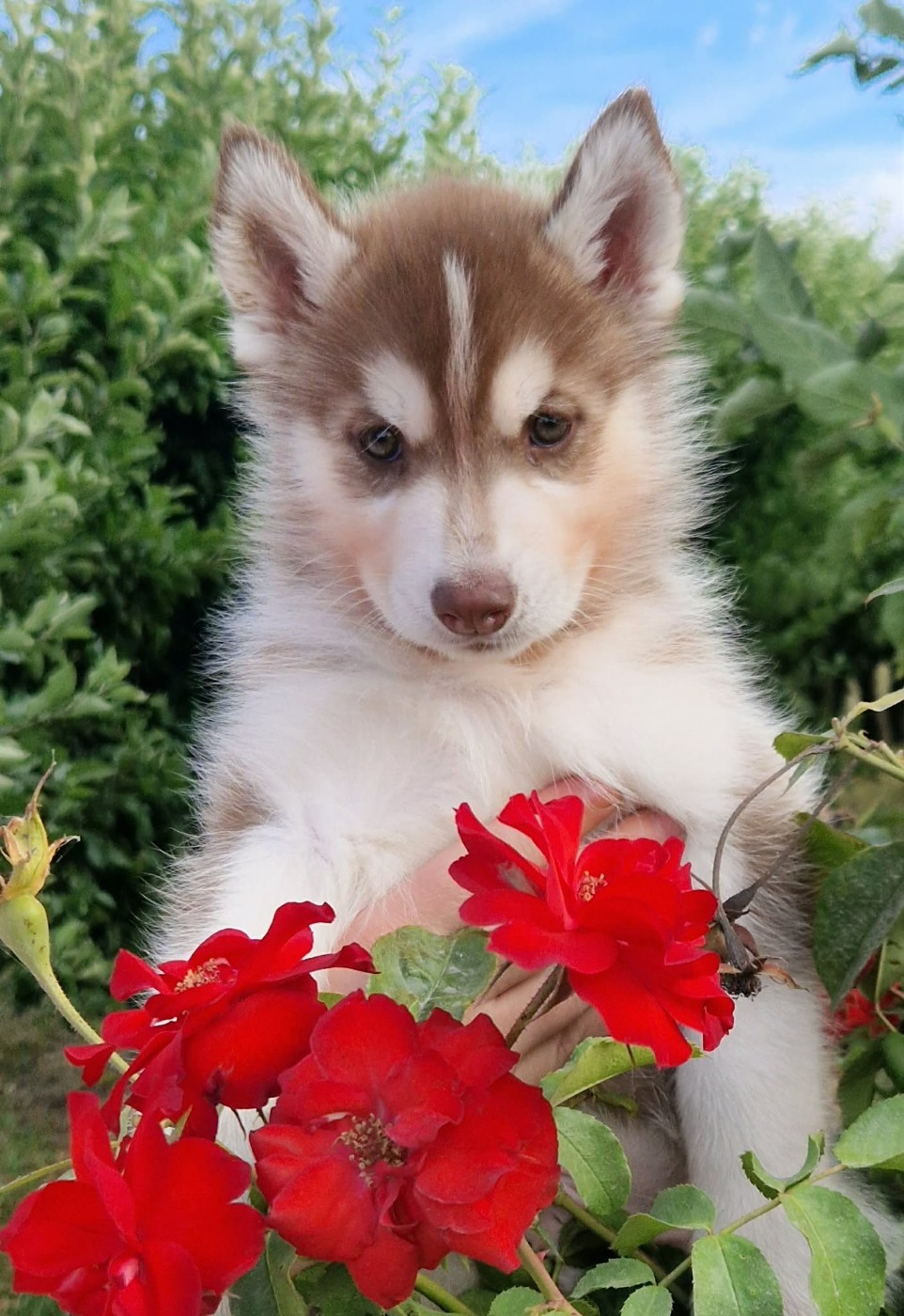 Wolves Of The Moon - Chiots disponibles - Siberian Husky