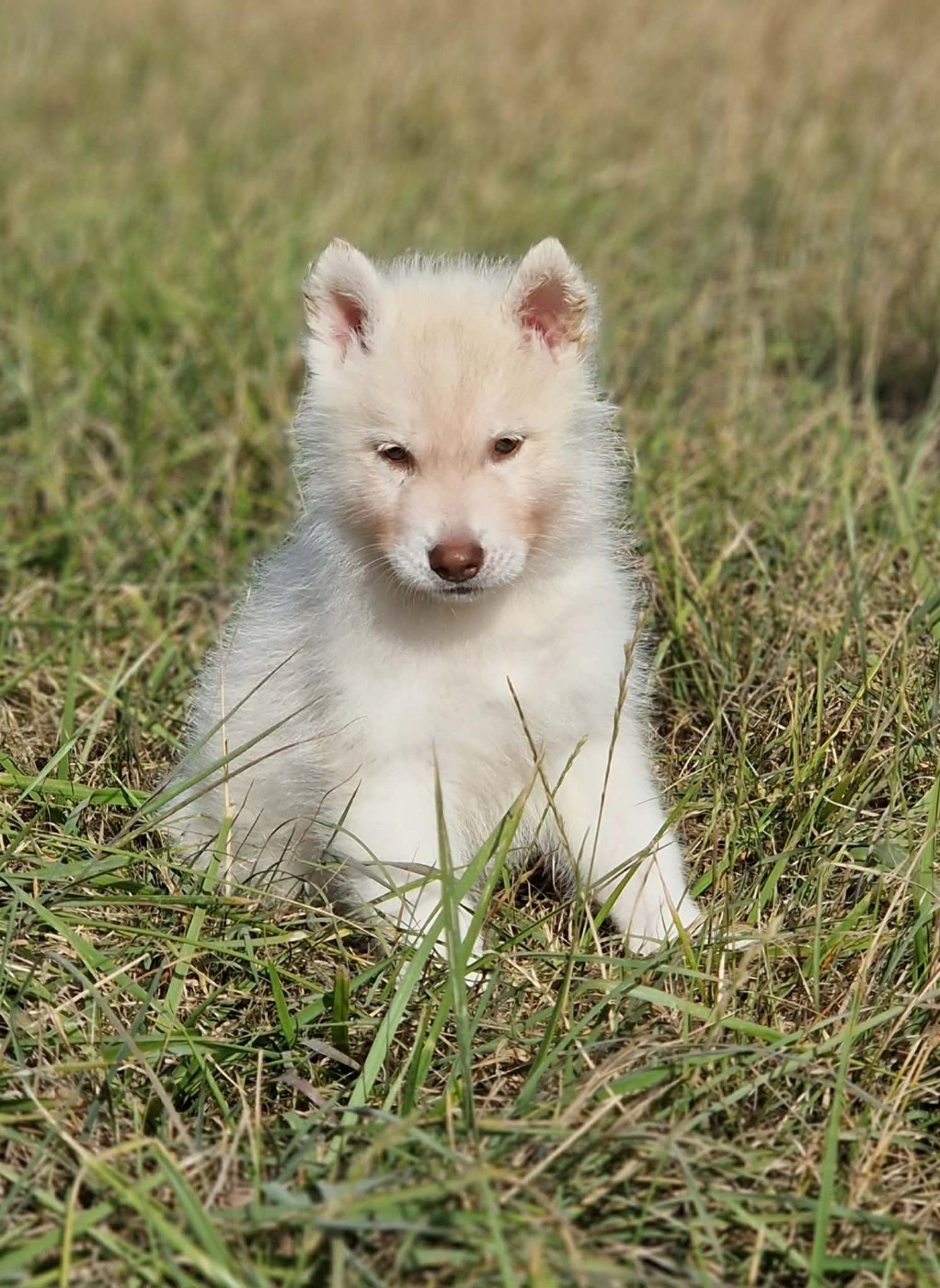 Wolves Of The Moon - Chiots disponibles - Siberian Husky