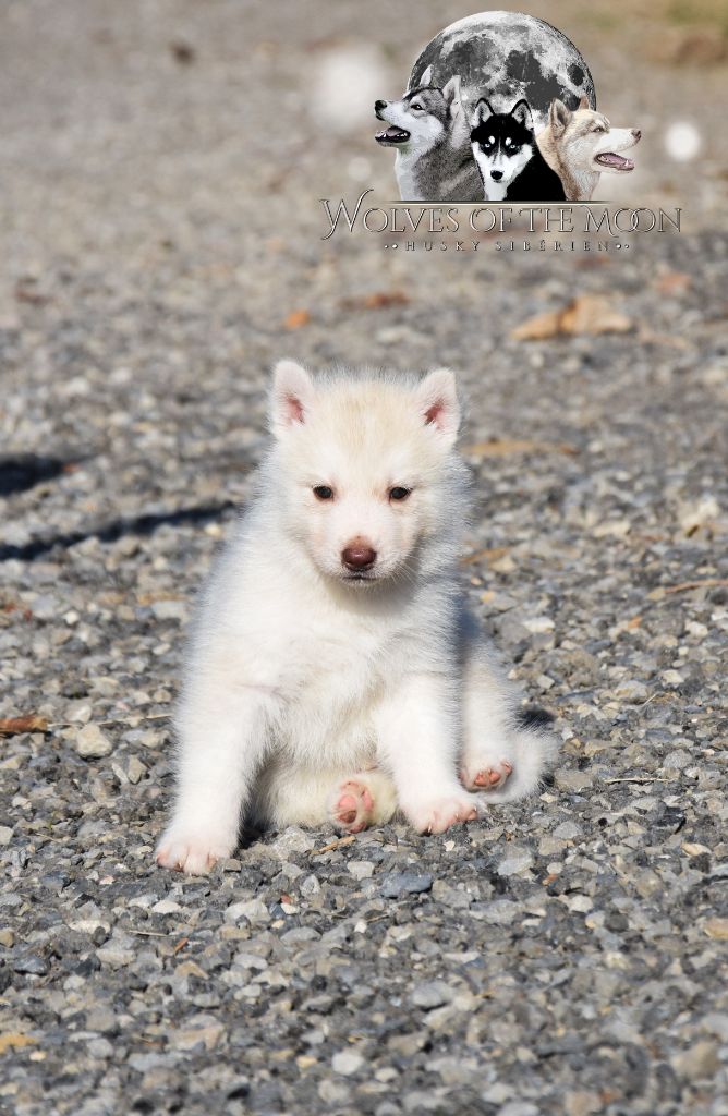 Wolves Of The Moon - Chiots disponibles - Siberian Husky