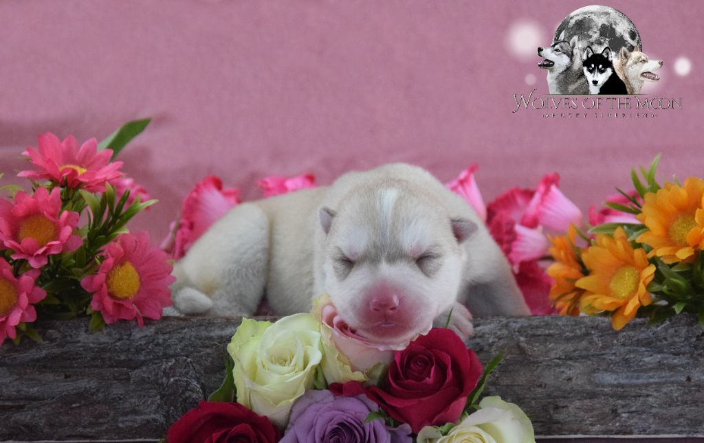 Wolves Of The Moon - Chiots disponibles - Siberian Husky