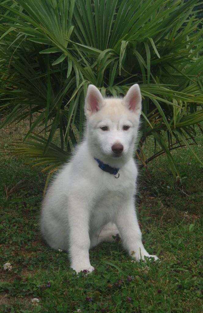 Wolves Of The Moon - Chiots disponibles - Siberian Husky