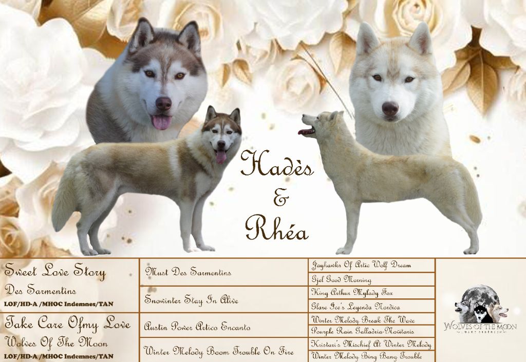 Chiot Siberian Husky Wolves Of The Moon