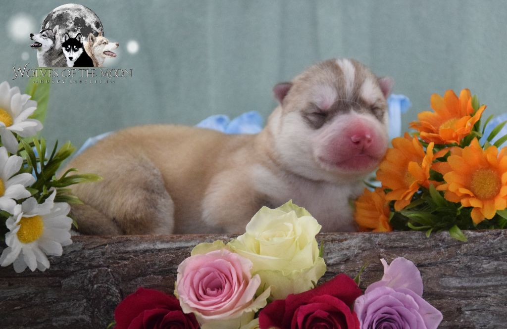Wolves Of The Moon - Chiots disponibles - Siberian Husky