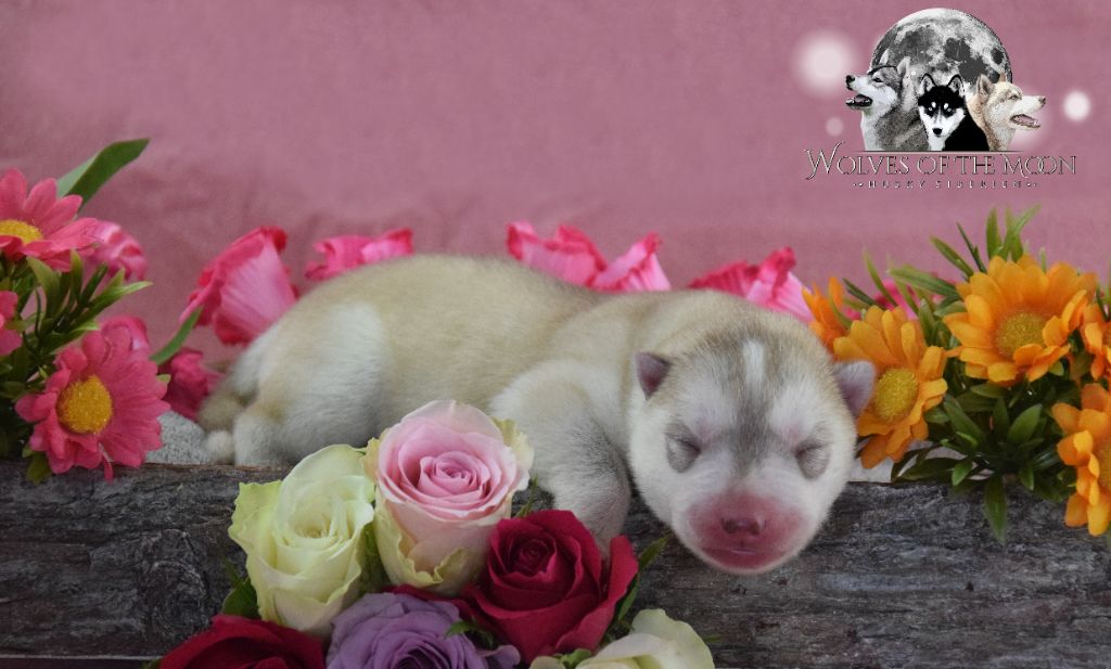 Wolves Of The Moon - Chiots disponibles - Siberian Husky