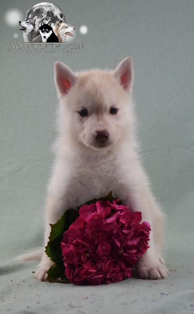 Wolves Of The Moon - Chiots disponibles - Siberian Husky